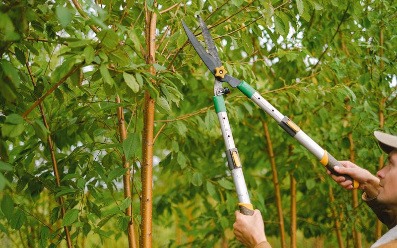Tree trimming in Dodge, NE